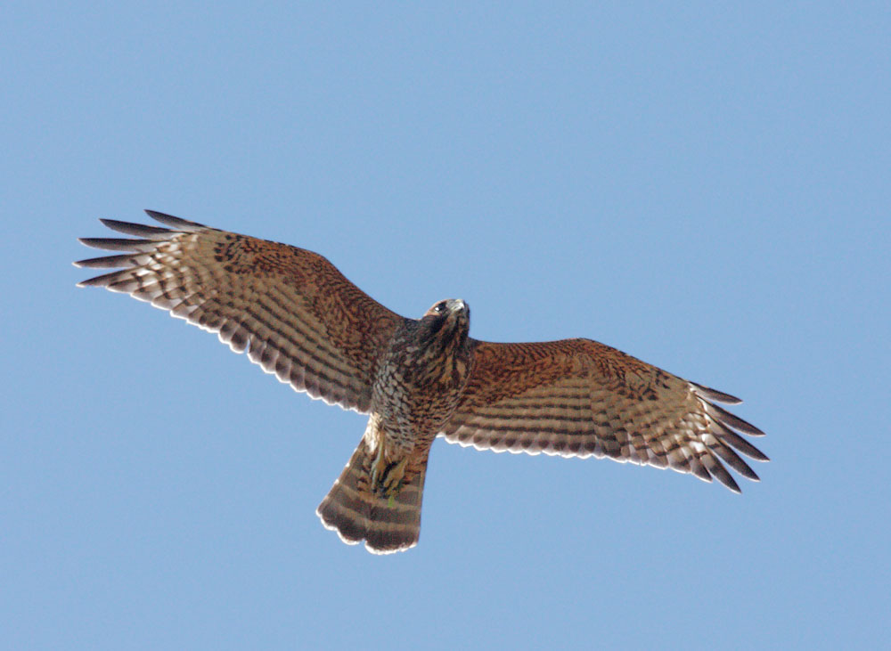 Red-shouldered Hawk