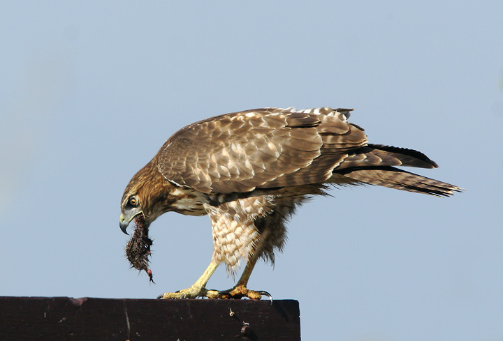 Red-tailed Hawk, immature, eating ground squirrel, 8/27/05, Edwards NWR, Alviso