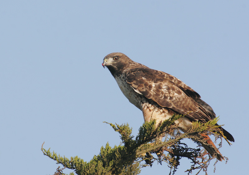 Red-tailed Hawk, 9/23/06, Monterey Dunes Colony, Monterey Co