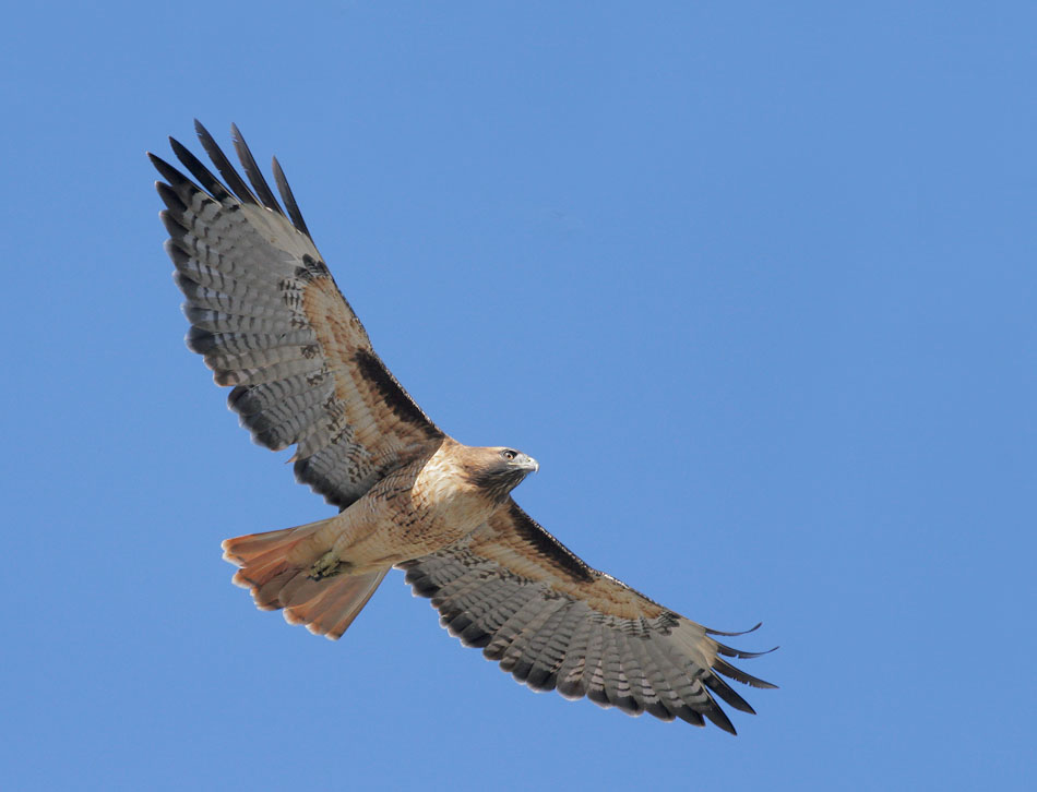Red-tailed Hawk, 9/25/07, Blufftop Park, Half Moon Bay, San Mateo Co