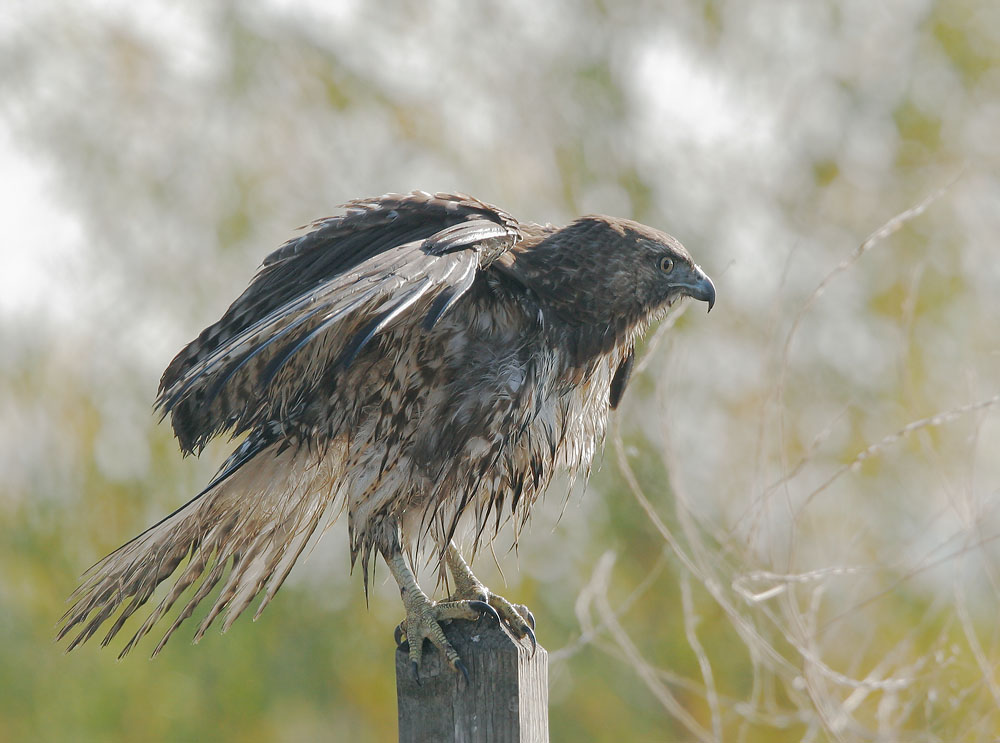 Red-tailed Hawk, immature, 11/5/07,&nbsp; Merced NWR, Merced Co