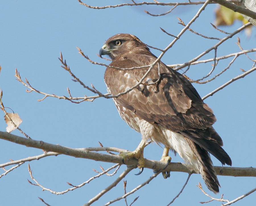 Red-tailed Hawk, immature, 11/6/07, Merced NWR, Merced Co