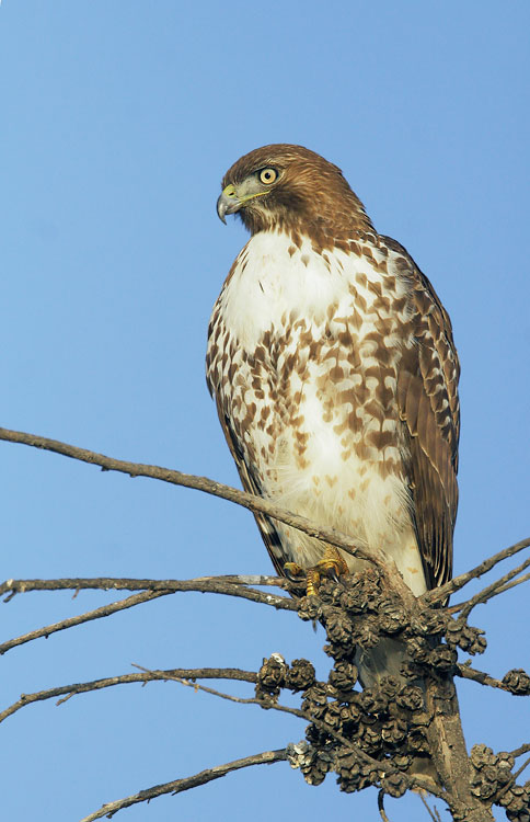 Red-tailed Hawk, immature, 11/26/07, Shoreline Lake, Mountain View