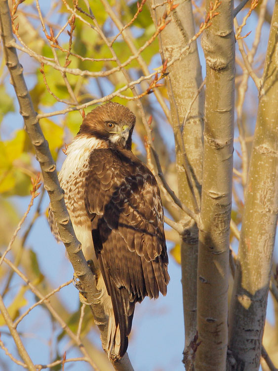 Red-tailed Hawk, immature, 12/8/07, Merced NWR, Merced Co