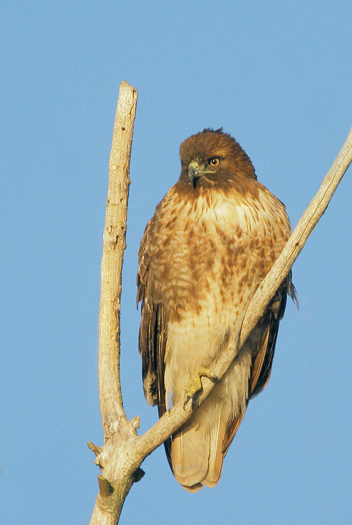 Red-tailed Hawk, immature, 12/8/07, Merced NWR, Merced Co