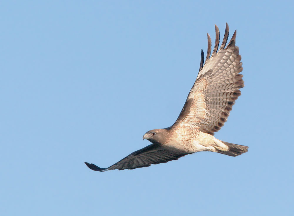 Red-tailed Hawk, immature, 12/8/07, Merced NWR, Merced Co
