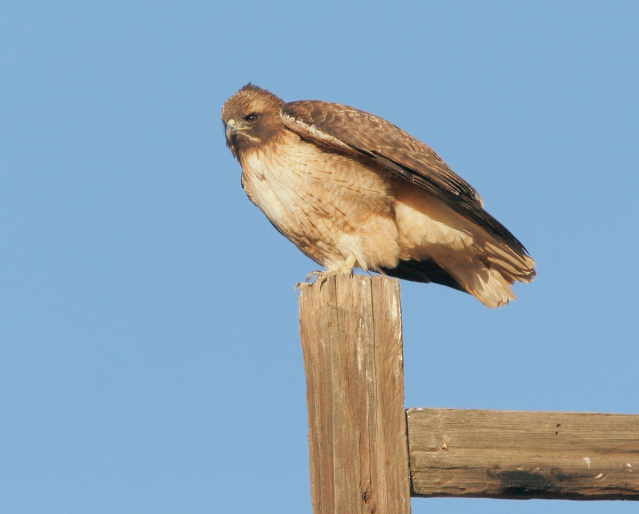 Red-tailed Hawk, immature, 12/10/07, Little Panoche Road, Fresno Co