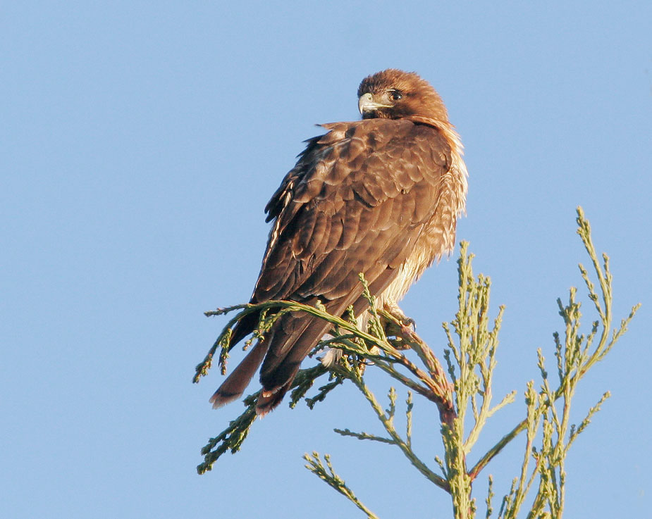 Red-tailed Hawk, immature, 12/17/07, near my house, Stanford campus