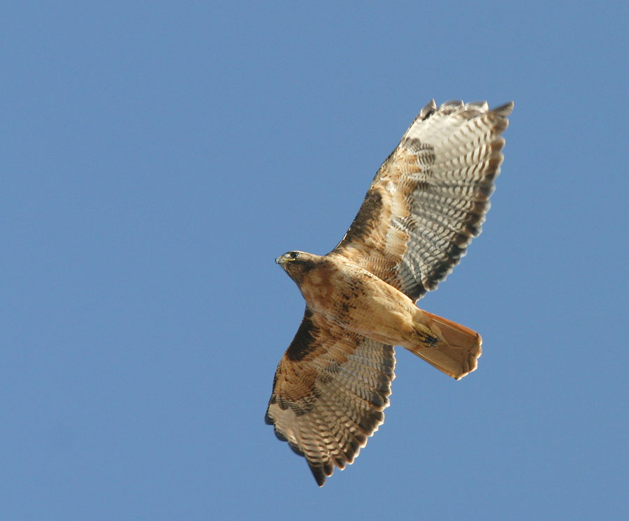 Red-tailed Hawk, red morph, 7/11/04, Arastradero Preserve