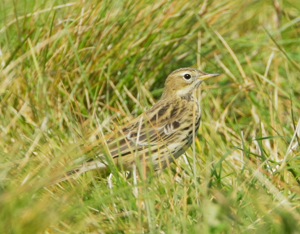 Red-throated Pipit, first winter, 10/20/08, Crissy Field, San Francisco Co