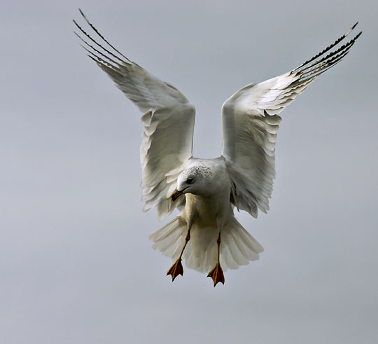 Ring-billed Gull, adult basic, 11/27/03, Palo Alto Baylands Park