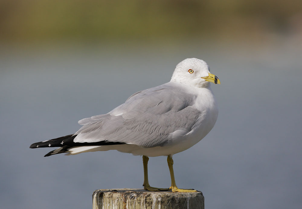 Ring-billed Gull. 3/15/08, Palo Alto Baylands