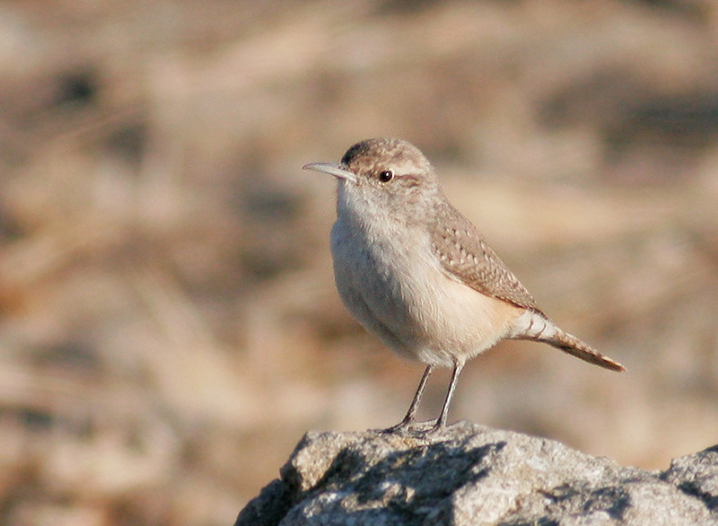 Rock Wren, 10/28/06, Sierra Road