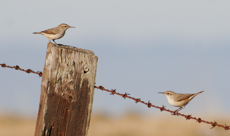 Rock Wrens, pair, 10/28/06, Sierra Road