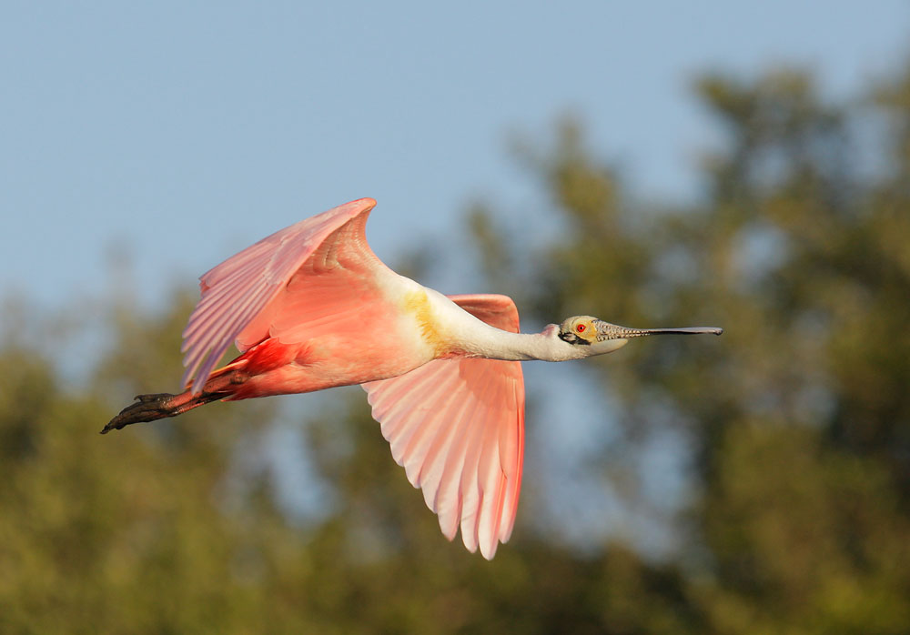 Roseate Spoonbill