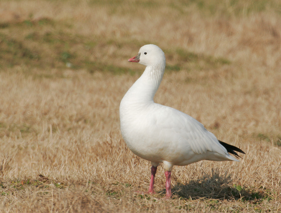 Ross's Goose, 2/3/07, Merced NWR, Merced Co