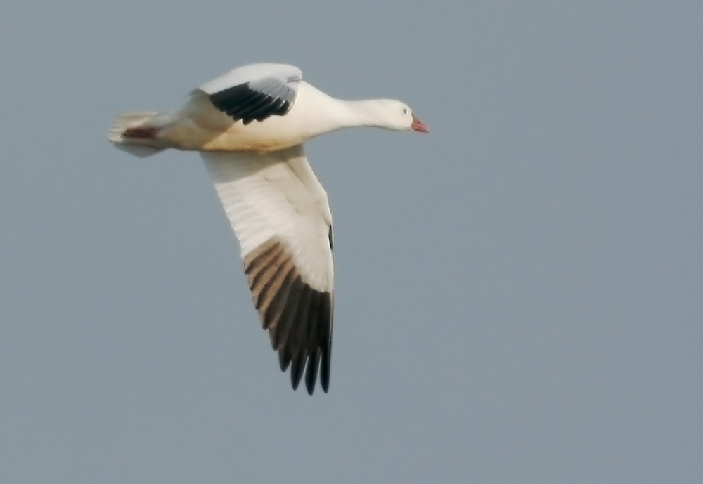 Ross's Goose, flying, 2/3/07, Merced NWR, Merced Co