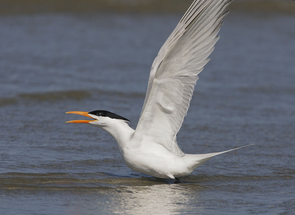Royal Tern, 4/15/08, East Beach, Galveston, TX