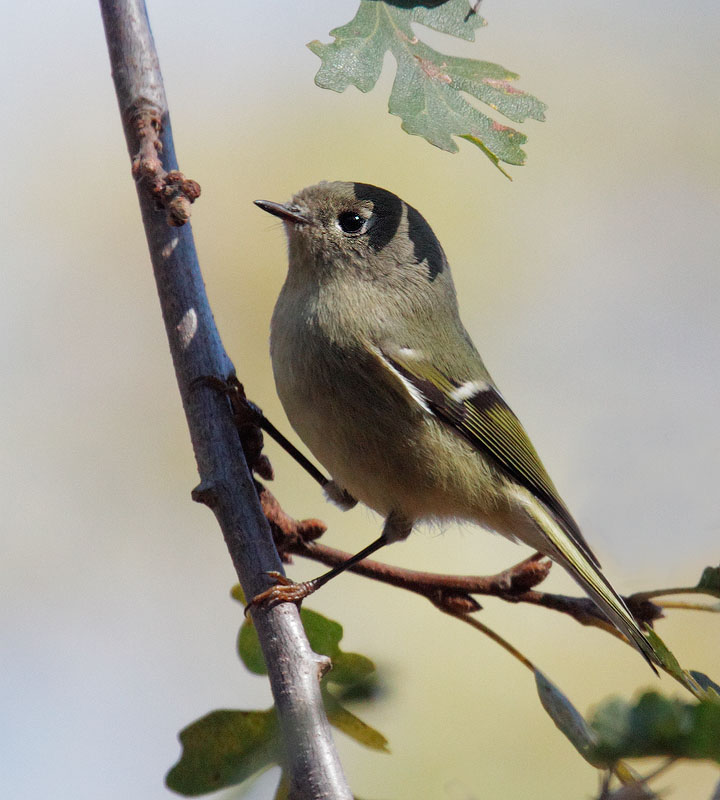Ruby-crowned Kinglet, 11/12/10, Piccheti Ranch, Cupertino