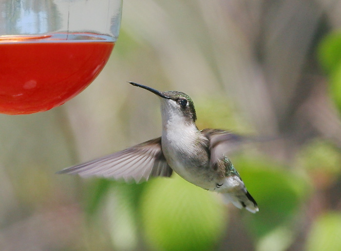 Ruby-throated Hummingbird, female, 5/11/05, Audubon Preserve, Wellfleet, MA