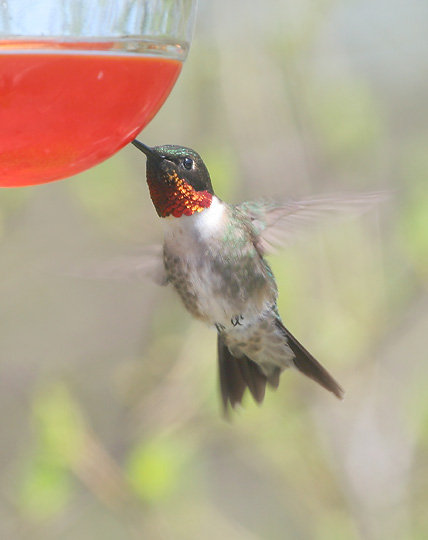 Ruby-throated Hummingbird, male, 5/11/05, Audubon Preserve, Wellfleet, MA
