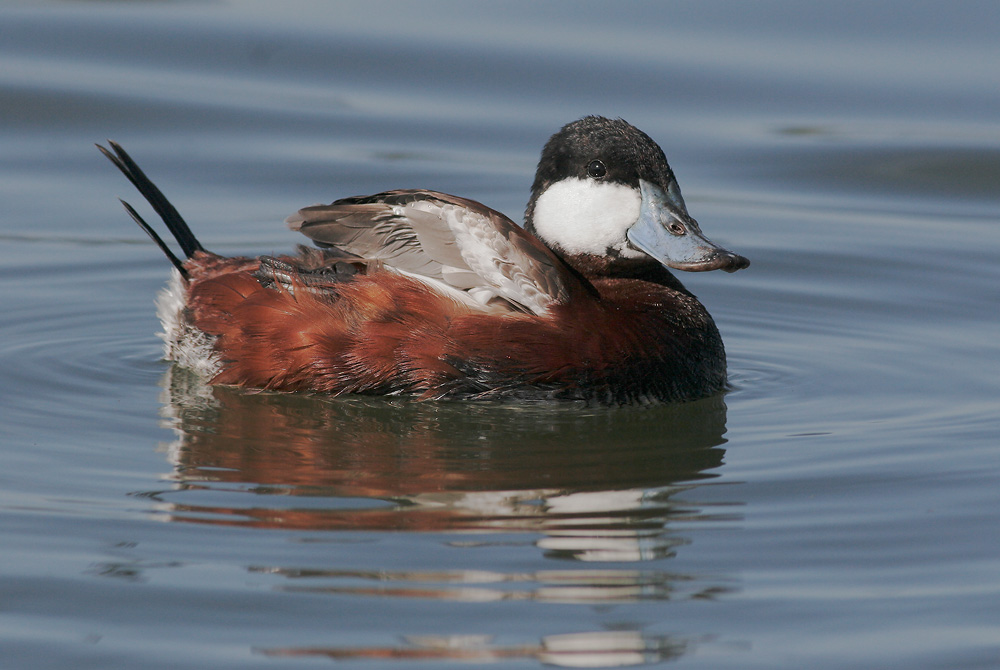 Ruddy Duck, male, 4/8/07, Palo Alto Baylands