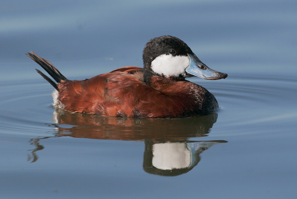 Ruddy Duck, male, 4/8/07, Palo Alto Baylands