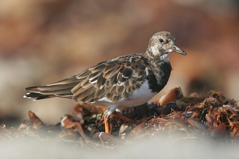 Ruddy Turnstone, molting to winter plumage, 9/23/06, Pt Pinos, Pacific Grove, Monterey Co