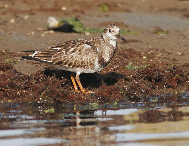 Ruddy Turnstone, winter, 9/24/06, Jetty Road, Moss Landing, Monterey Co