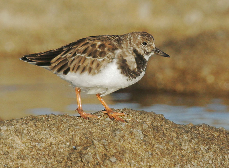 Ruddy Turnstone, winter plumage, 10/8/07, Point Pinos, Monterey Co