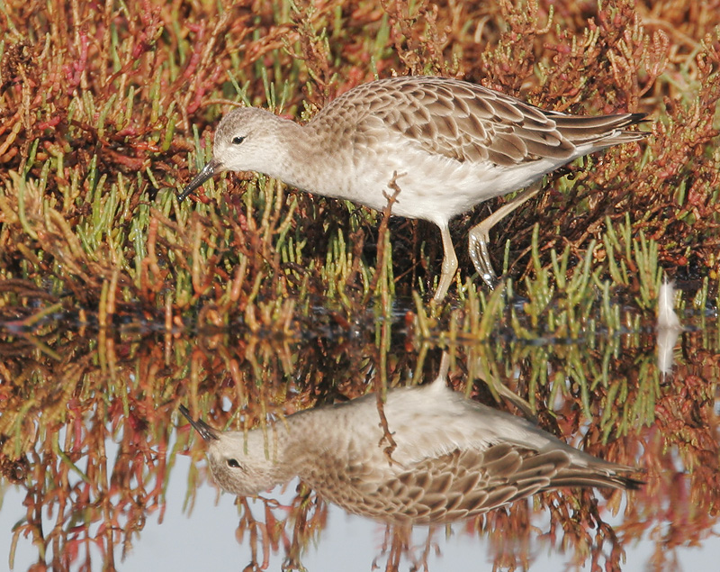 Ruff, male, 11/5/06, New Chicago Marsh, Alviso