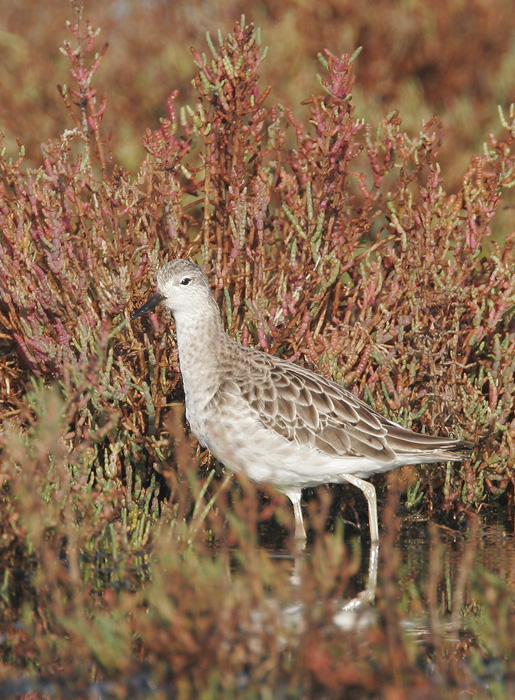 Ruff, male, 11/5/06, New Chicago Marsh, Alviso