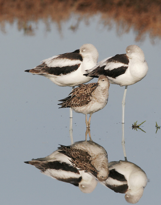 Ruff, male, 11/5/06, New Chicago Marsh, Alviso