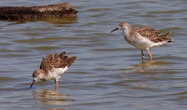 Ruffs, two adult males (?), 10/8/04, New Chicago Marsh, Alviso