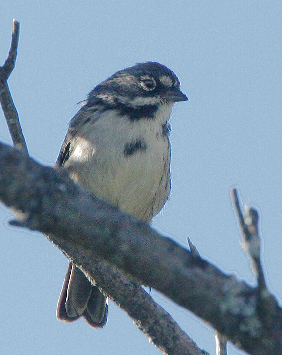 Sage Sparrow, 8/20/07, Skyline Ridge OSP, San Mateo Co