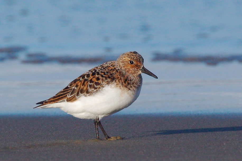 Sanderling, breeding male, 5/22/05, Salinas State Beach, Monterey Co