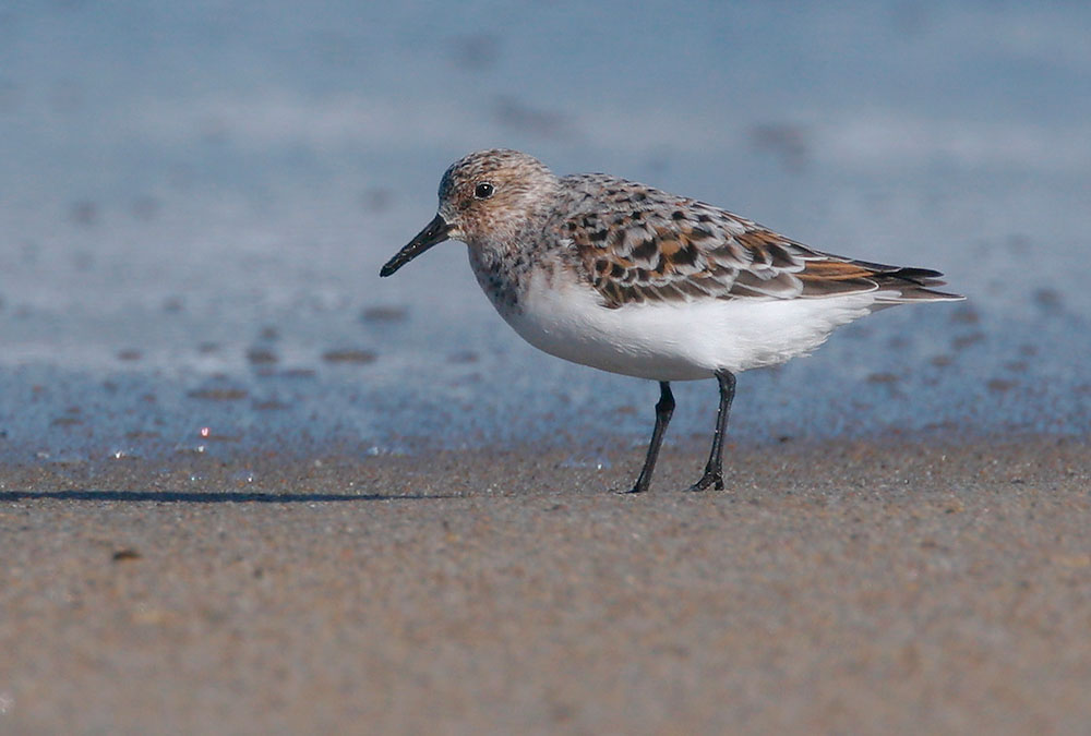 Sanderling