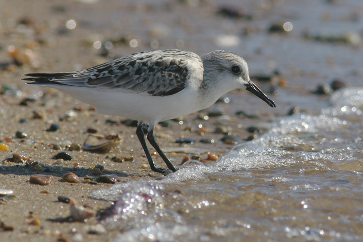 Sanderling, juvenile, 9/18/05, Sandy Point, West Haven, CT