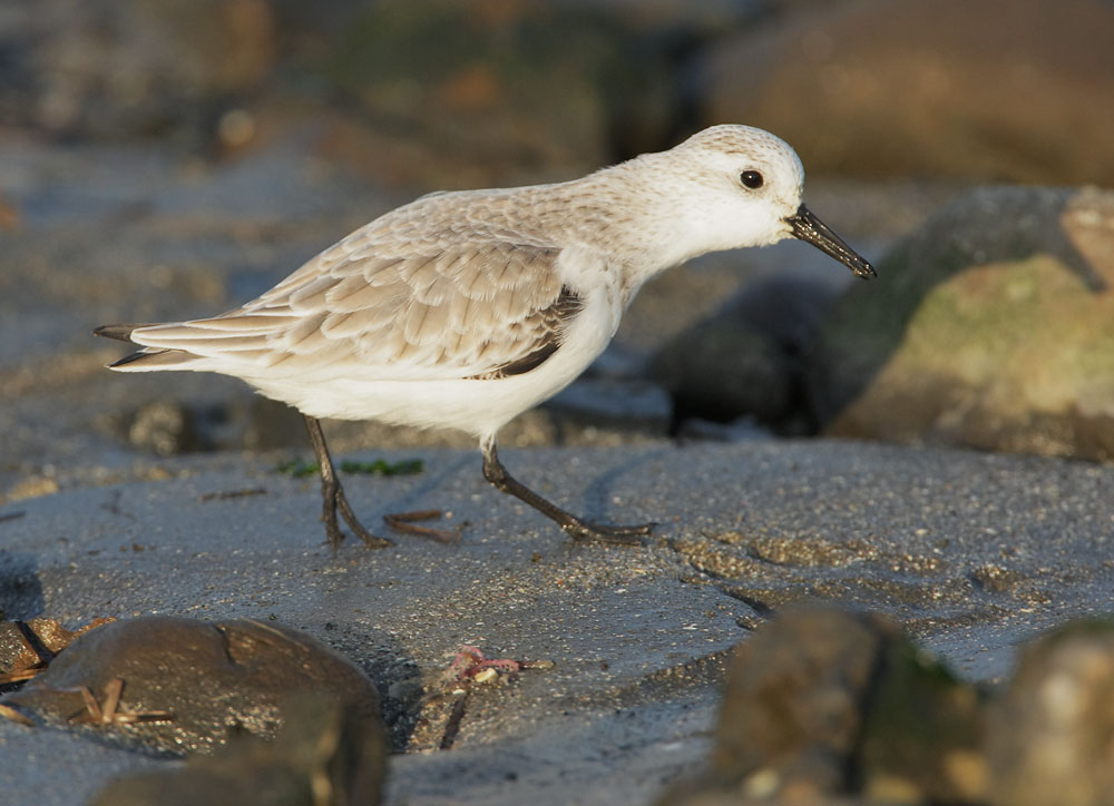 Sanderling, winter plumage, 11/23/08, Pillar Point, San Mateo Co