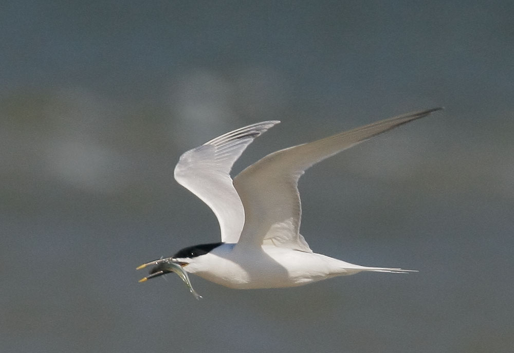 Sandwich Tern, with fish, 4/14/08, East Beach, Galveston, TX