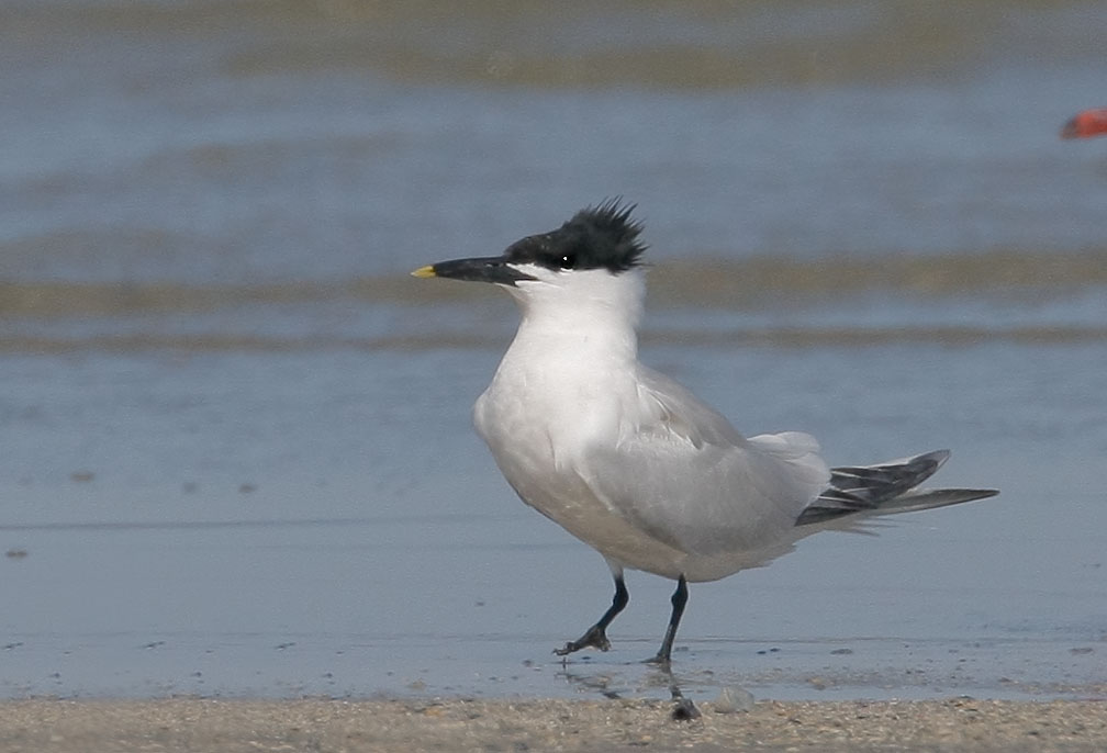 Sandwich Tern, 4/14/08, East Beach, Galveston, TX