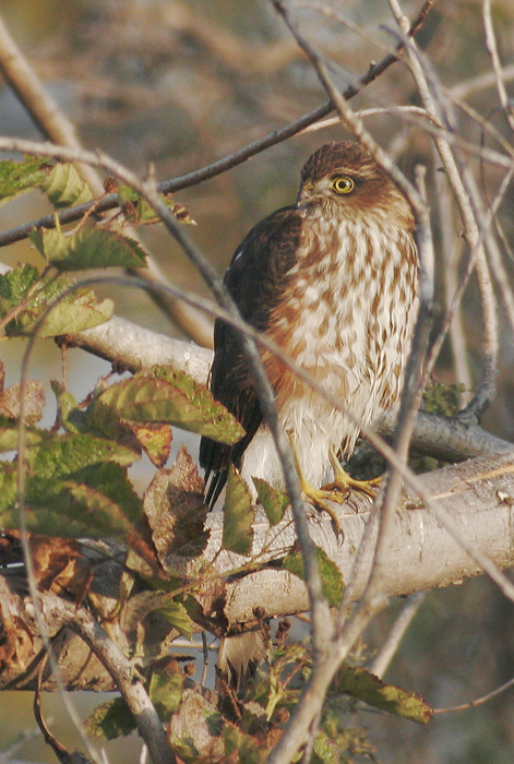 Sharp-shinned Hawk, juvenile, 10/13/06, Stevens Creek north of 101