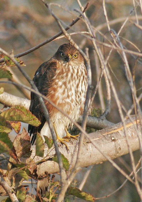 Sharp-shinned Hawk, juvenile, 10/13/06, Stevens Creek north of 101