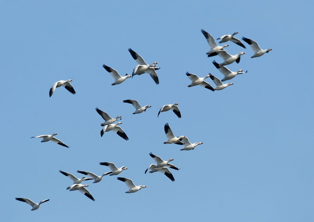 Snow Geese, 2/3/07, Merced NWR, Merced Co