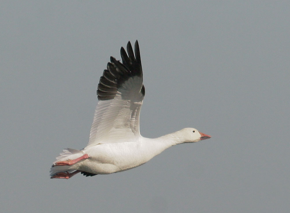 Snow Goose, 12/8/07, Merced NWR, Merced Co