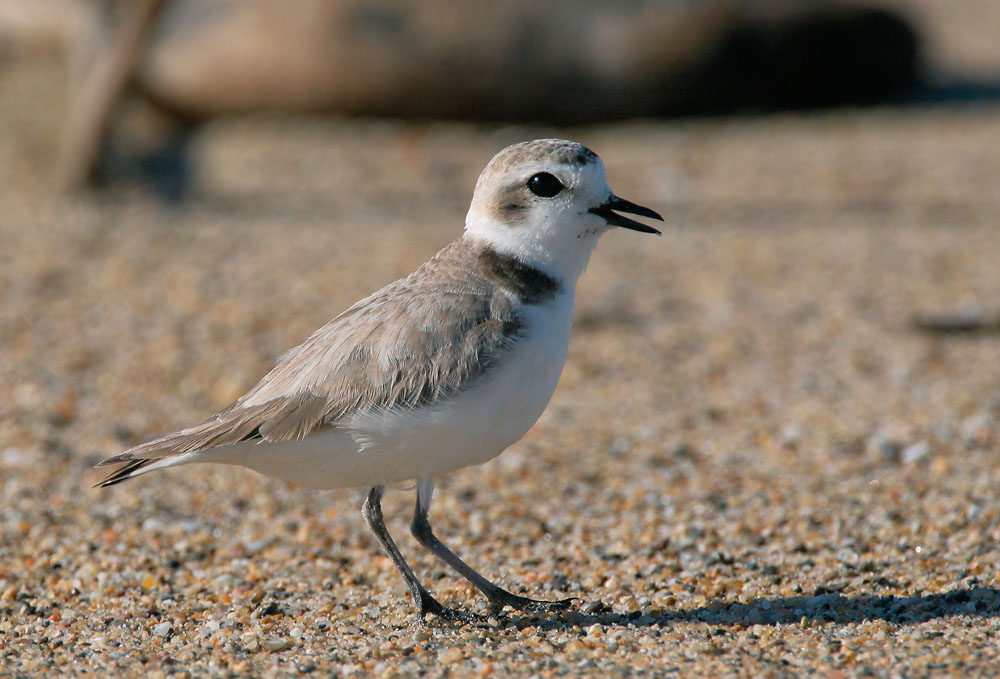 Snowy Plover,&nbsp; 5/22/05, Salinas River NWR, Monterey Co