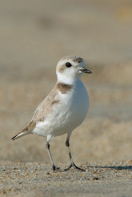 Snowy Plover, 5/23/05, Salinas&nbsp; River NWR, Monterey Co