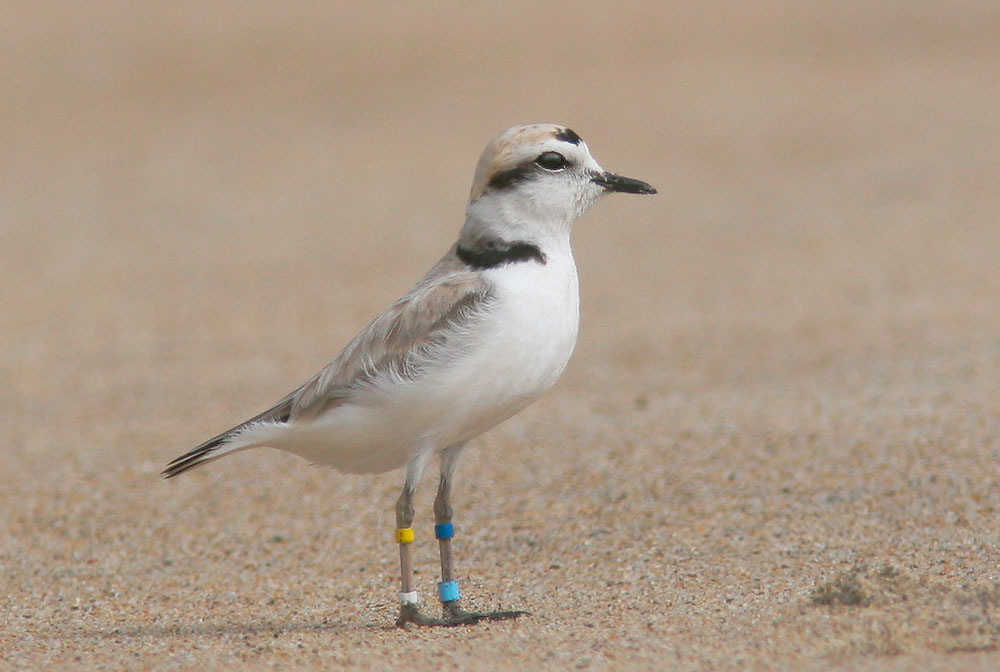 Snowy Plover, 5/22/07, Salinas State Beach, Monterey Co