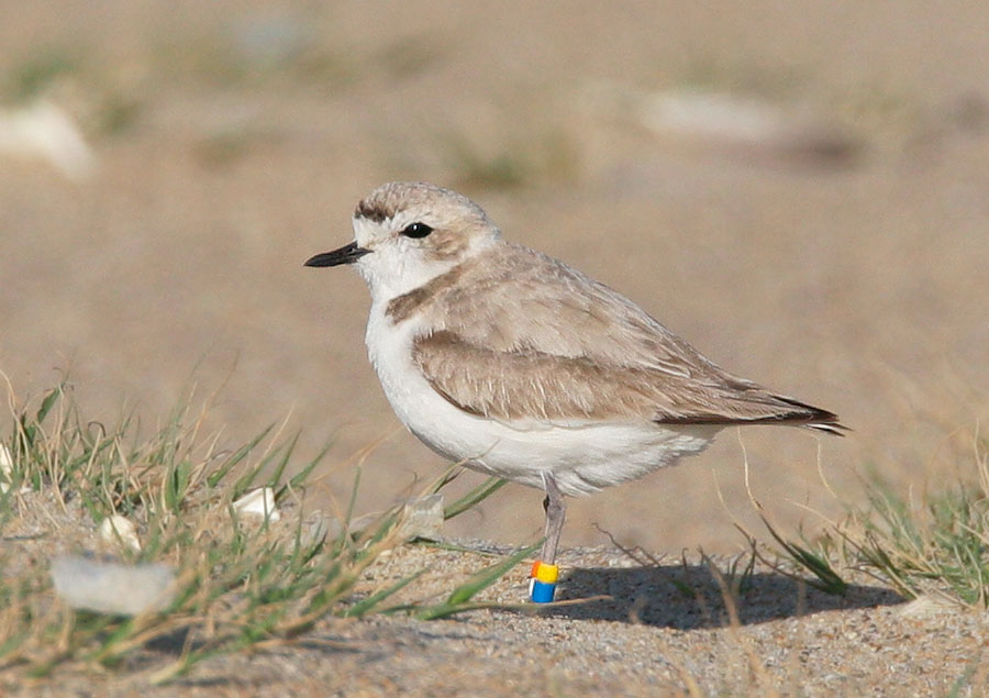 Snowy Plover, adult female, 5/23/05, Salinas River NWR, Monterey Co