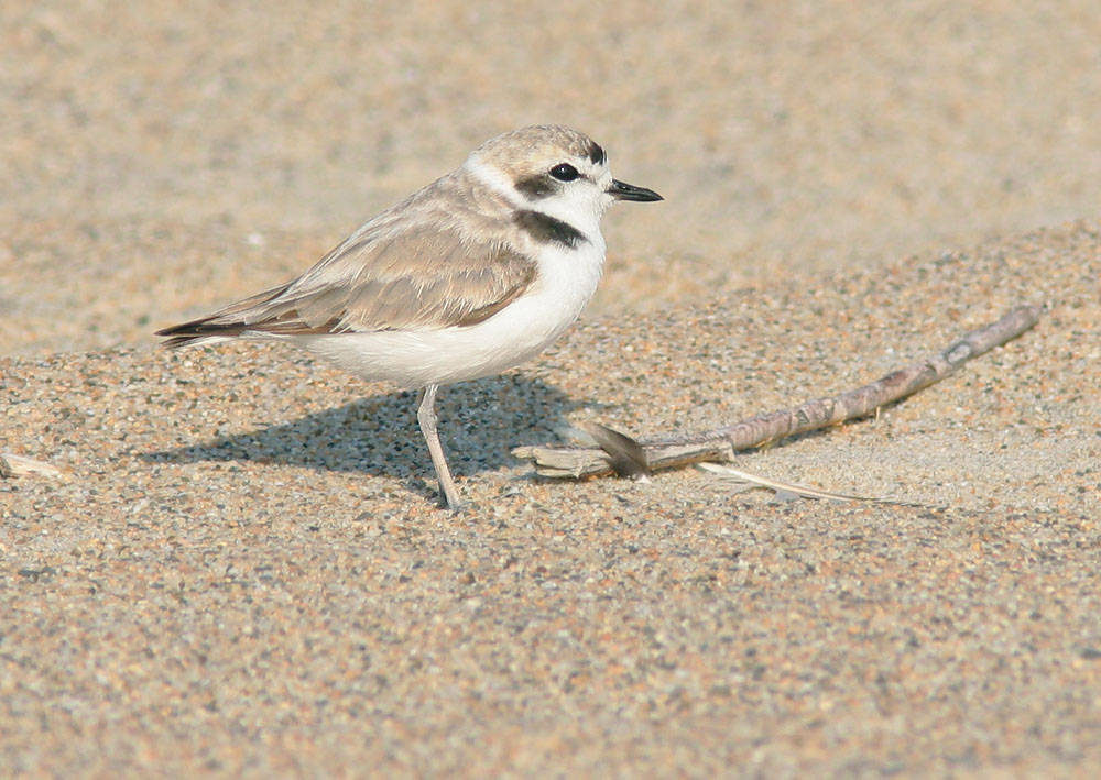 Snowy Plover, 7/5/05, Salinas State Beach, Monterey Co